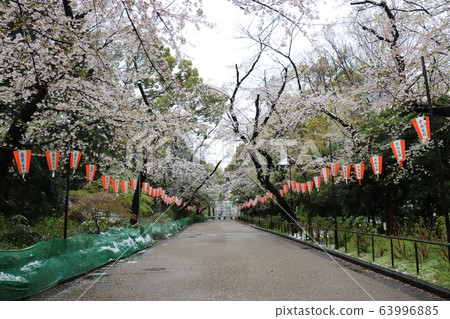 上野Onshi公園的櫻花和雪在異常盛開的櫻花期間下雪 上野Onshi公園的櫻花和雪在異常盛開的櫻花期間下雪 63996885