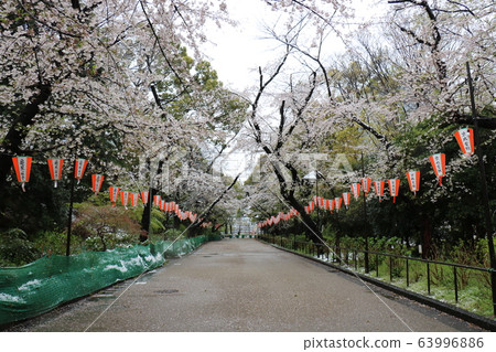 上野Onshi公園的櫻花和雪在異常盛開的櫻花期間下雪 上野Onshi公園的櫻花和雪在異常盛開的櫻花期間下雪 63996886