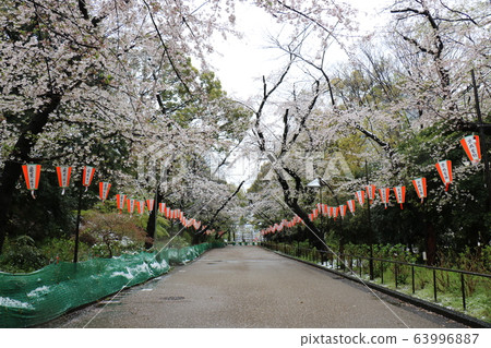 上野Onshi公園的櫻花和雪在異常盛開的櫻花期間下雪 63996887