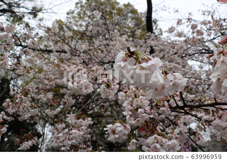 Cherry blossoms and snow at Ueno Onshi Park where snow fell during the unusually full bloom of cherry blossoms Cherry blossoms and snow at Ueno Onshi Park where snow fell during the unusually full bloom of cherry blossoms 63996959
