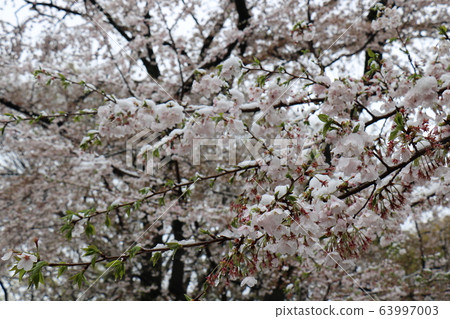 上野Onshi公園的櫻花和雪在異常盛開的櫻花期間下雪 上野Onshi公園的櫻花和雪在異常盛開的櫻花期間下雪 63997003