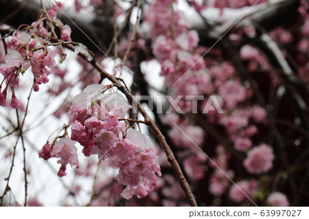 Cherry blossoms and snow at Ueno Onshi Park where snow fell during the unusually full bloom of cherry blossoms 63997027