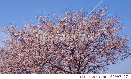 Spring image (Sakura flower) Spring image (Sakura flower) 63997427