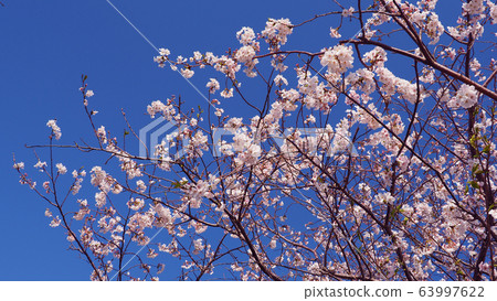 Spring image (Sakura flower) 63997622