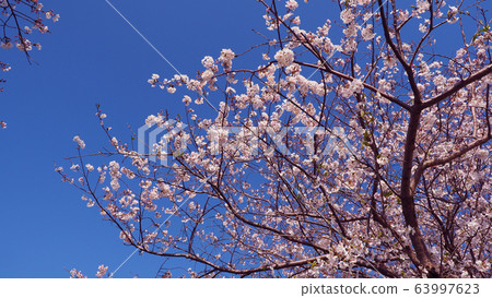 Spring image (Sakura flower) 63997623