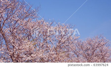 Spring image (Sakura flower) 63997624