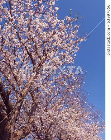 Spring image (Sakura flower) 63997656