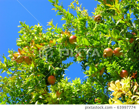 Pomegranate tree, pomegranates on branch 63997774