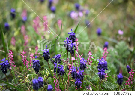 Grape hyacinth, Muscari armeniacum, is spring 63997782