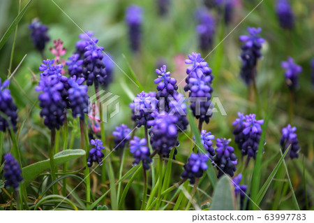 Grape hyacinth, Muscari armeniacum, is spring 63997783