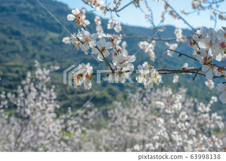 Almond trees with white flowers in a garden Almond trees with white flowers in a garden 63998138