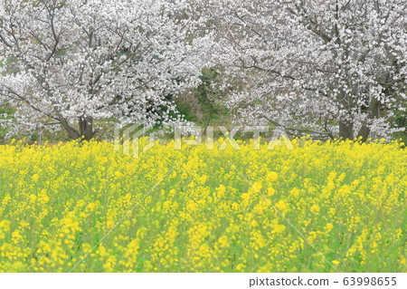 Cherry blossoms and rape blossoms 63998655