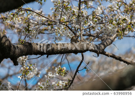 "Yamaguchi City, Yamaguchi Prefecture" Ichinosakagawa 63998956