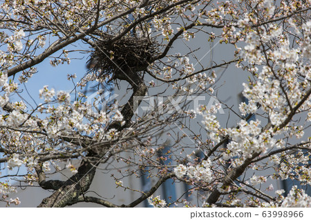 "Yamaguchi City, Yamaguchi Prefecture" Ichinosakagawa 63998966