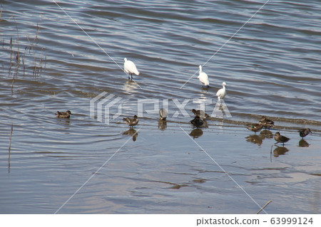 Meal of white egret at Rokugo River on a sunny day 63999124