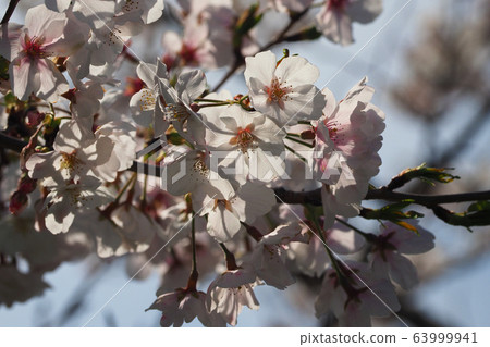 Spring image (Sakura flower) 63999941