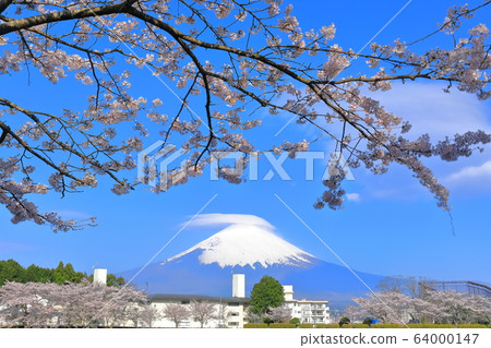 [Shizuoka Prefecture] Mt. Fuji with rare shade cloud and cherry blossoms in full bloom 64000147