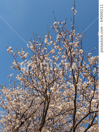 Spring image (Sakura flower) Spring image (Sakura flower) 64000211