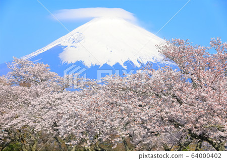[靜岡縣]富士山，雲霧and繞，櫻花盛開 64000402