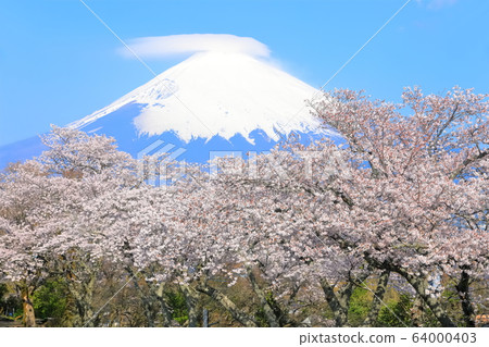 [靜岡縣]富士山，雲霧and繞，櫻花盛開 64000403