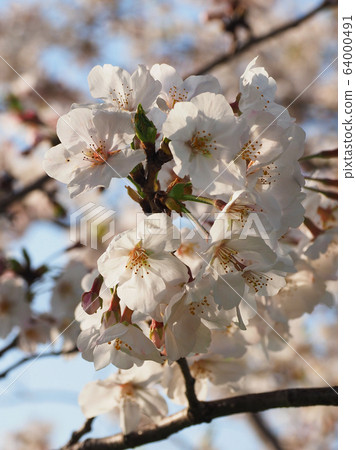 春天的形象（櫻花） 64000491