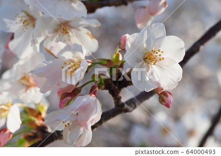 春天的形象(櫻花) 春天的形象(櫻花) 64000493