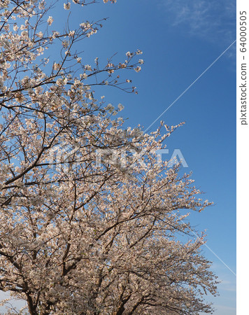 Spring image (Sakura flower) 64000505