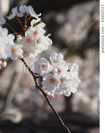 Spring image (Sakura flower) 64000521