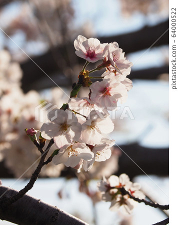 Spring image (Sakura flower) Spring image (Sakura flower) 64000522