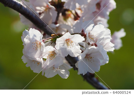 Spring image (Sakura flower) Spring image (Sakura flower) 64000524