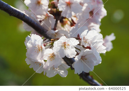 Spring image (Sakura flower) Spring image (Sakura flower) 64000525