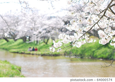 Cherry blossoms of Tamyugawa 64000574