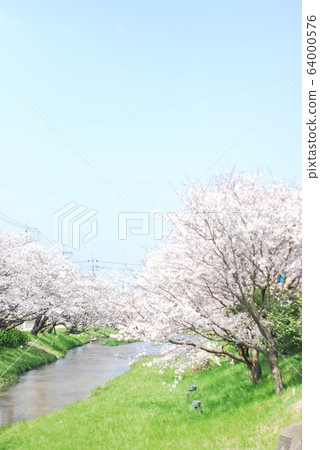 Cherry blossoms of Tamyugawa 64000576