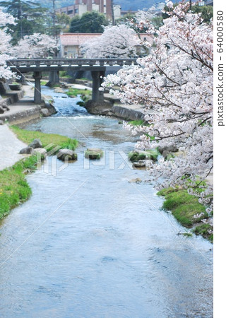 Cherry blossoms of Tamyugawa 64000580