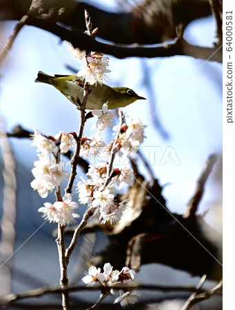 Stretch of white-eye 64000581