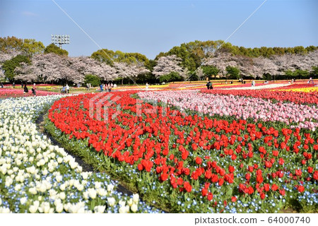 Flower garden, tulip / Mie, Nabana no Sato Flower garden, tulip / Mie, Nabana no Sato 64000740