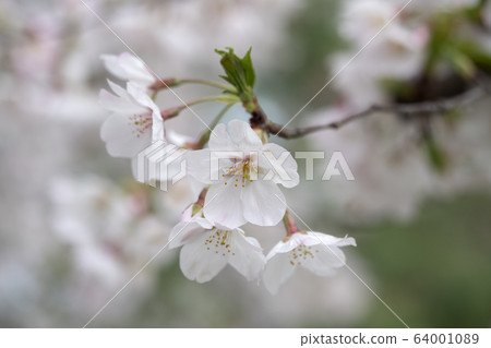 Pure Oshima cherry blossoms Pure Oshima cherry blossoms 64001089