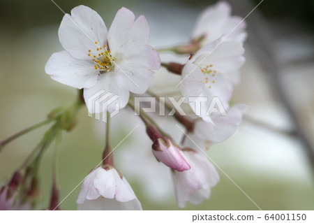 Light pink buds 64001150