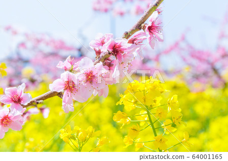 桃花桃田油菜花開花油菜花田 桃花桃田油菜花開花油菜花田 64001165