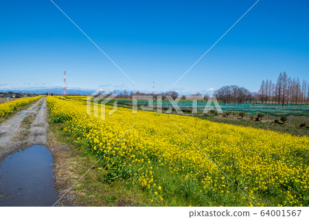 Arakawa Tsutsumi, full blooming rape blossoms, near Yoshimi Sports Park, Yoshimi Town, Saitama Prefecture Arakawa Tsutsumi, full blooming rape blossoms, near Yoshimi Sports Park, Yoshimi Town, Saitama Prefecture 64001567