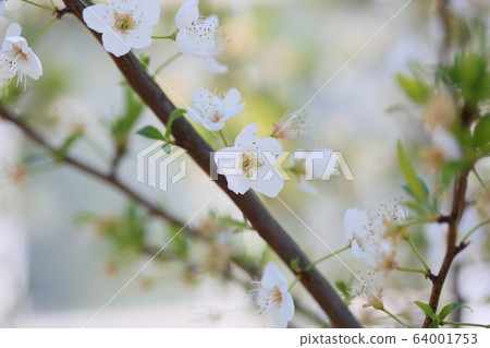 Bio cherry flower 64001753