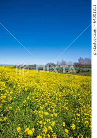 Arakawa Tsutsumi, full blooming rape blossoms, near Yoshimi Sports Park, Yoshimi Town, Saitama Prefecture Arakawa Tsutsumi, full blooming rape blossoms, near Yoshimi Sports Park, Yoshimi Town, Saitama Prefecture 64001811