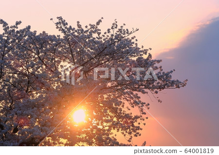 櫻花櫻花櫻花盛開 64001819