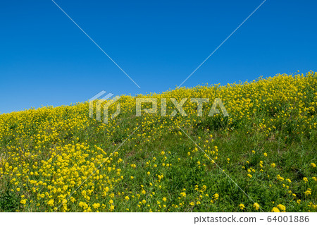 Arakawa Tsutsumi, full blooming rape blossoms, near Yoshimi Sports Park, Yoshimi Town, Saitama Prefecture Arakawa Tsutsumi, full blooming rape blossoms, near Yoshimi Sports Park, Yoshimi Town, Saitama Prefecture 64001886