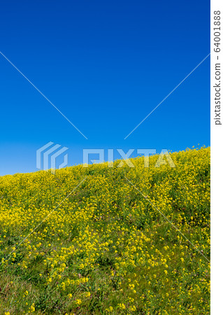 Arakawa Tsutsumi, full blooming rape blossoms, near Yoshimi Sports Park, Yoshimi Town, Saitama Prefecture Arakawa Tsutsumi, full blooming rape blossoms, near Yoshimi Sports Park, Yoshimi Town, Saitama Prefecture 64001888