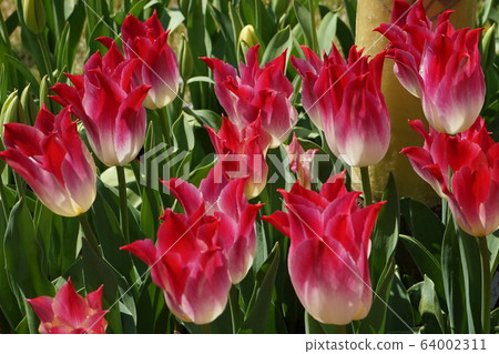 Chiulip Beginning to bloom 02 64002311