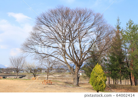 A large chestnut tree　 64002414