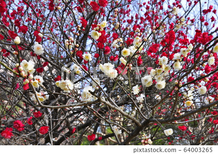 仙台市琴台公園 64003265