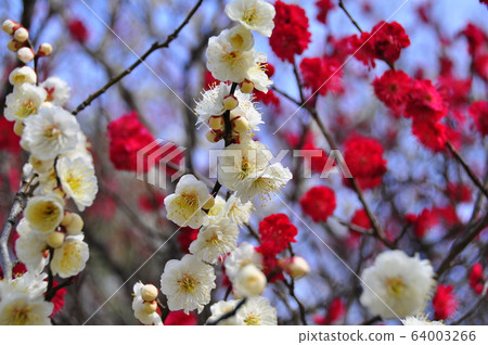 仙台市琴台公園 64003266