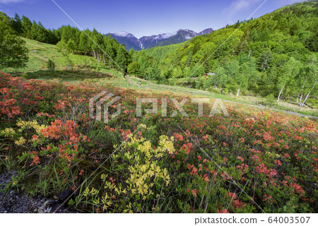 處女杜鵑盛開的宮田高原和中央阿爾卑斯山 處女杜鵑盛開的宮田高原和中央阿爾卑斯山 64003507